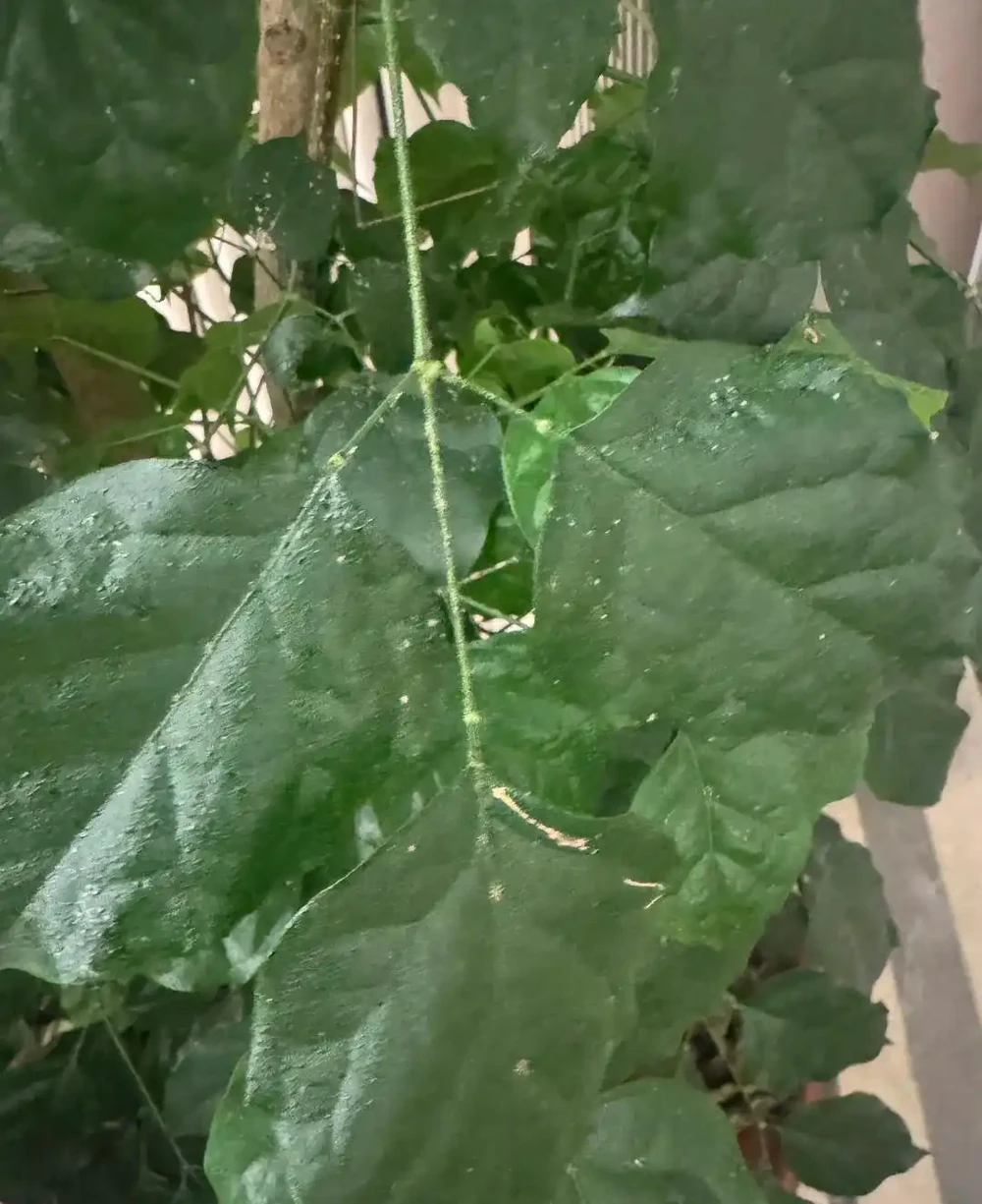 養了5年幸福樹才知道!治介殼蟲就用這4招,乾淨又徹底