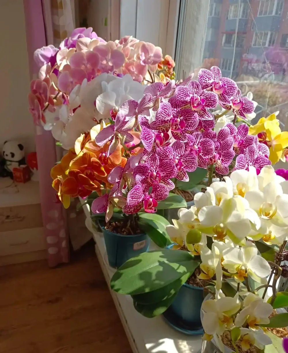 養蘭10年才懂!這5種最適合家養,省心還滿盆,後悔沒早看