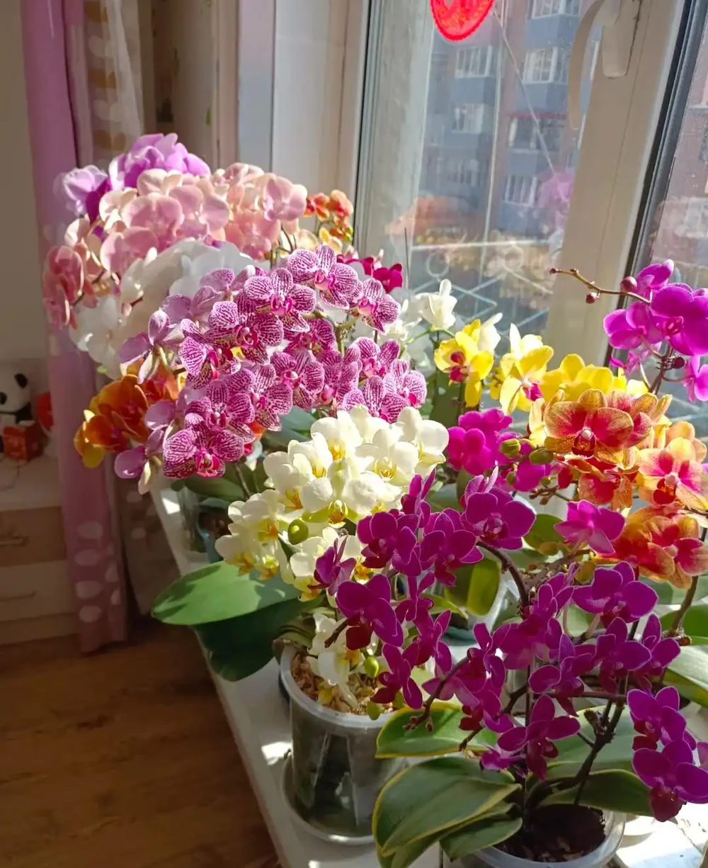 養蘭10年才懂!這5種最適合家養,省心還滿盆,後悔沒早看
