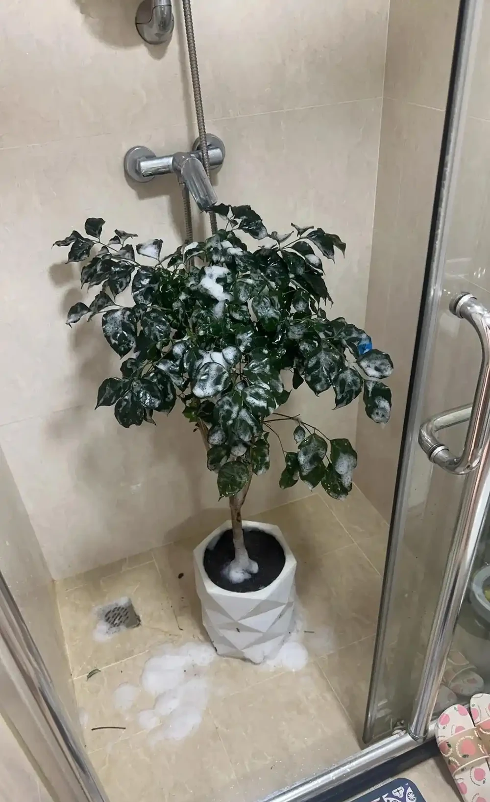 養了5年幸福樹才知道!治介殼蟲就用這4招,乾淨又徹底