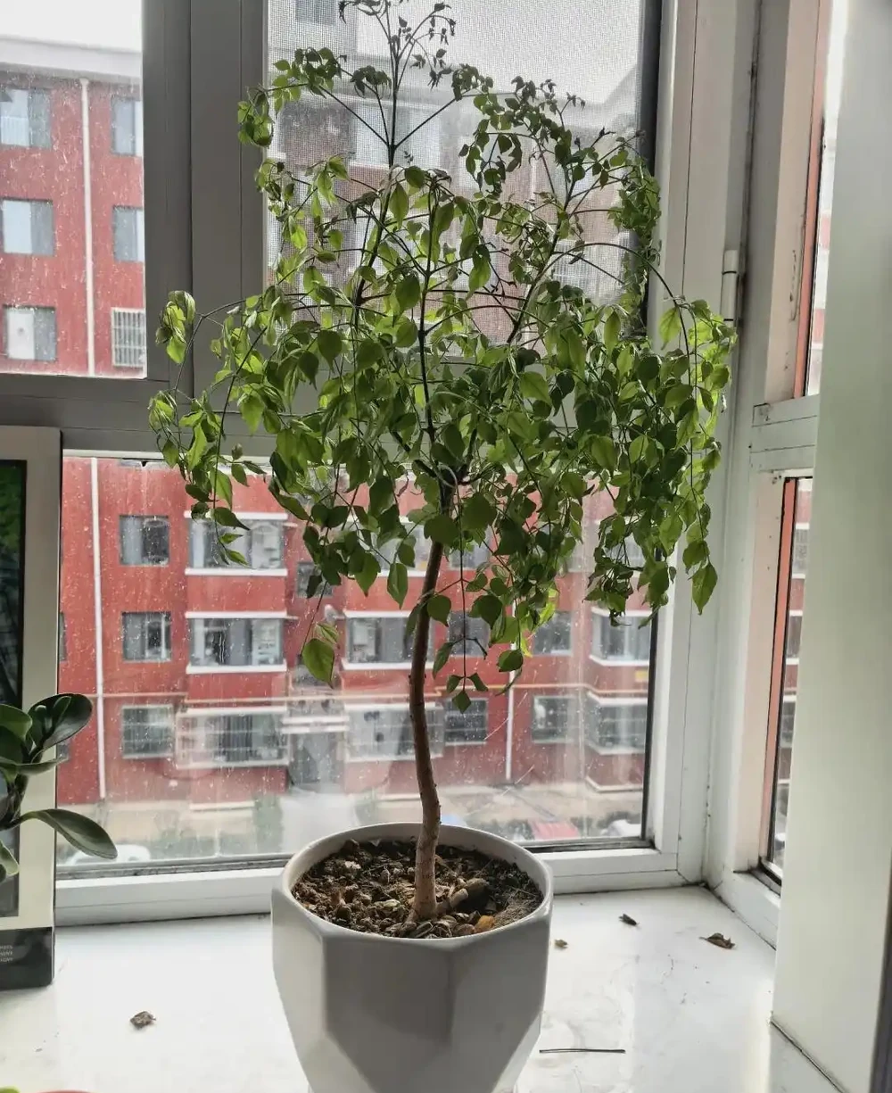 養了5年幸福樹才知道!治介殼蟲就用這4招,乾淨又徹底