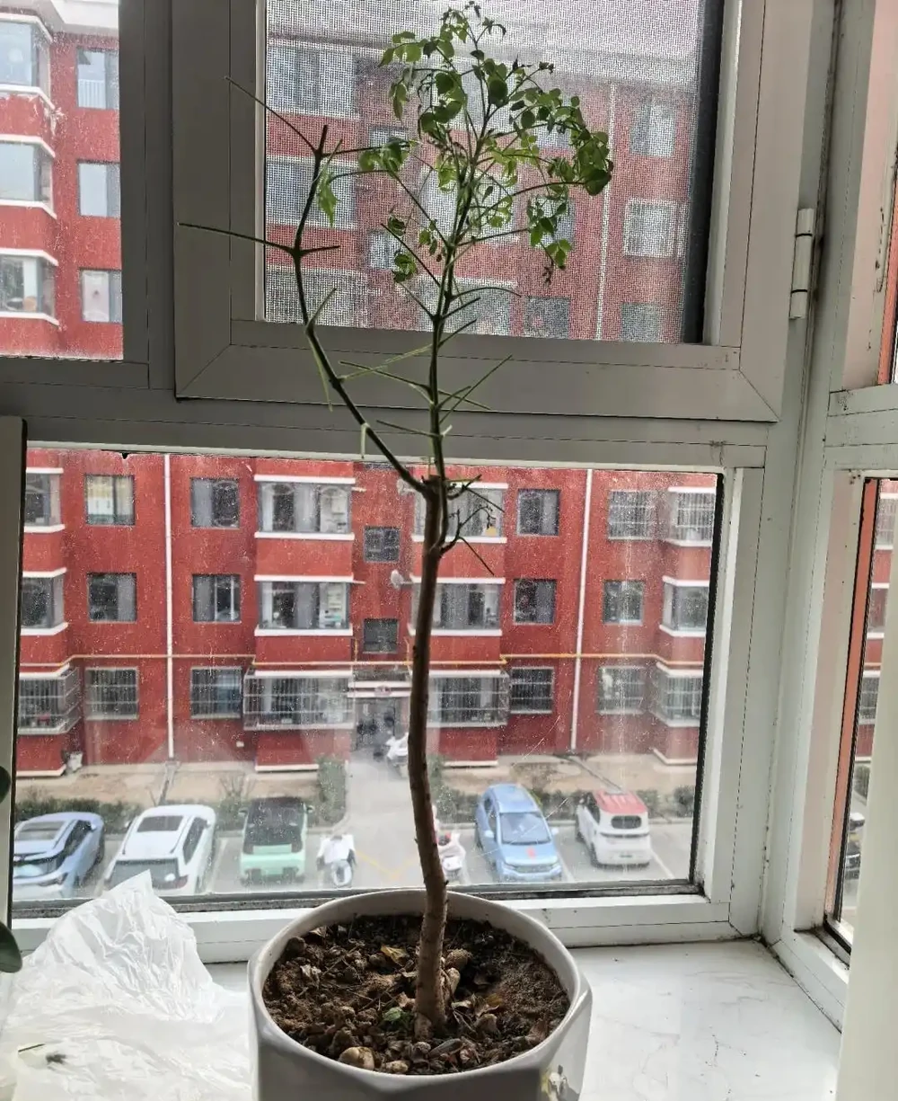 養了5年幸福樹才知道!治介殼蟲就用這4招,乾淨又徹底