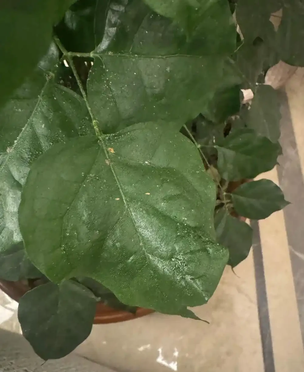 養了5年幸福樹才知道!治介殼蟲就用這4招,乾淨又徹底