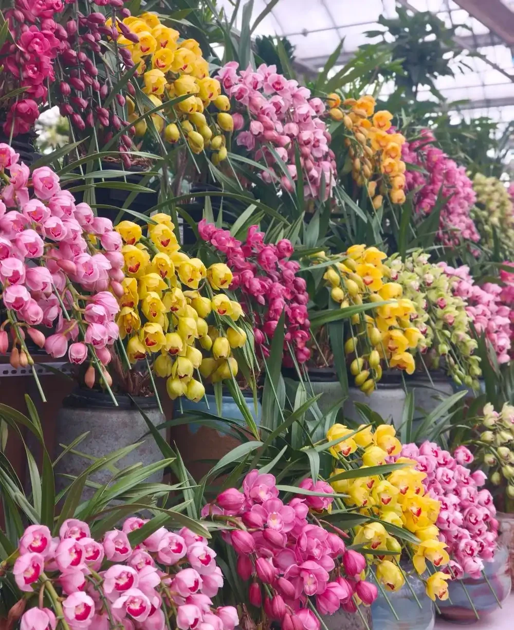 養蘭10年才懂!這5種最適合家養,省心還滿盆,後悔沒早看