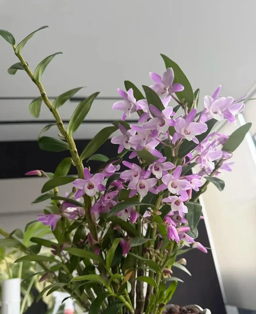 養蘭10年才懂!這5種最適合家養,省心還滿盆,後悔沒早看