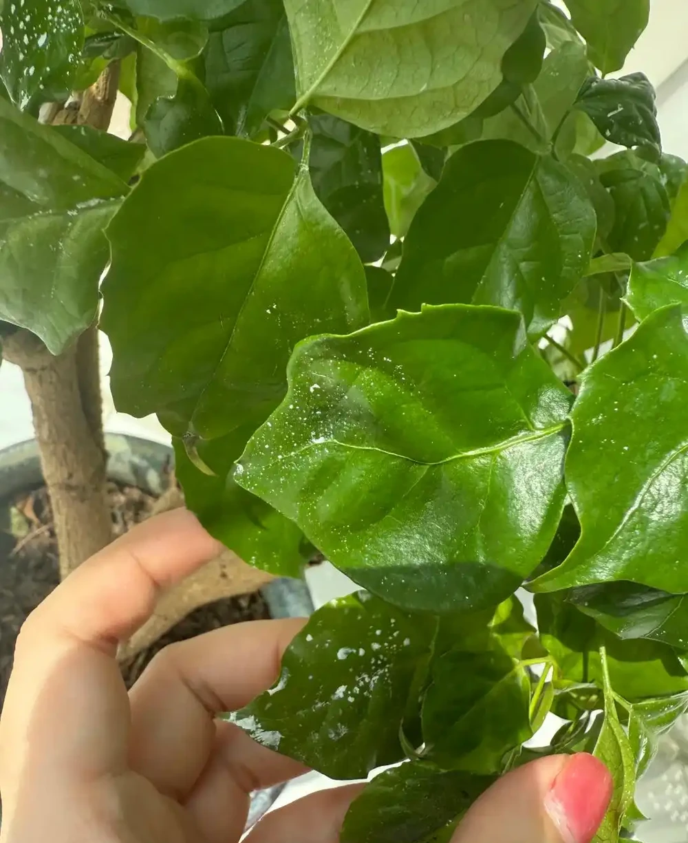 養了5年幸福樹才知道!治介殼蟲就用這4招,乾淨又徹底