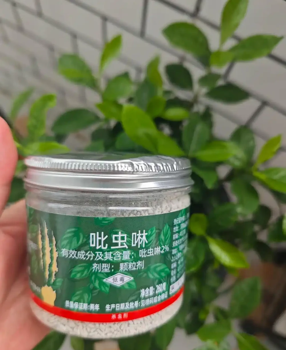 養了5年幸福樹才知道!治介殼蟲就用這4招,乾淨又徹底