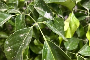 養了5年幸福樹才知道！治介殼蟲就用這4招，乾淨又徹底