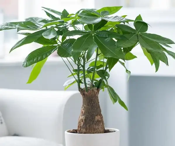 別再亂養綠植了!客廳「5大樹」排行榜,好看好養還旺家,最後一個絕了