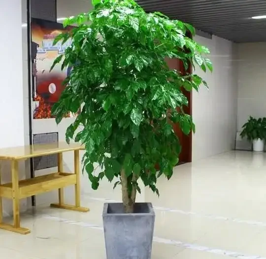 別再亂養綠植了!客廳「5大樹」排行榜,好看好養還旺家,最後一個絕了