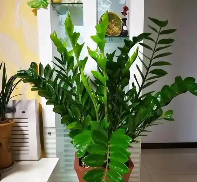 別再亂養綠植了!客廳「5大樹」排行榜,好看好養還旺家,最後一個絕了