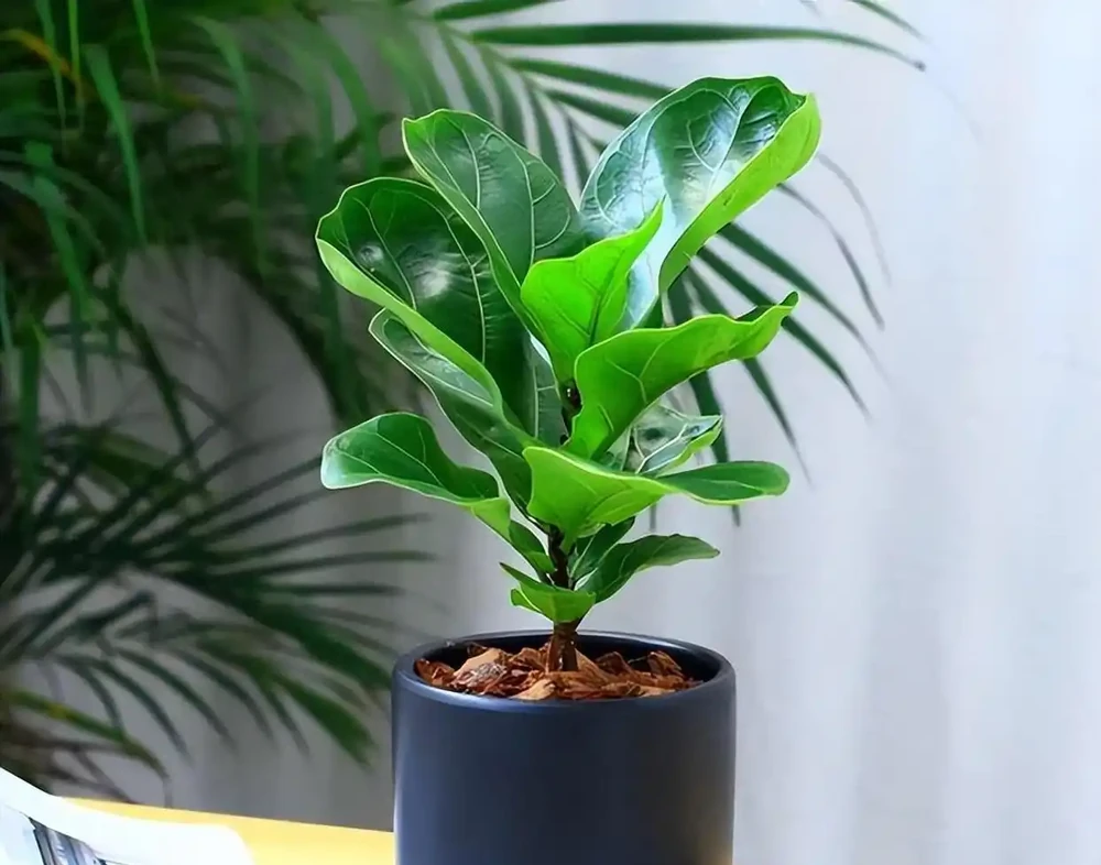 別再亂養綠植了!客廳「5大樹」排行榜,好看好養還旺家,最後一個絕了