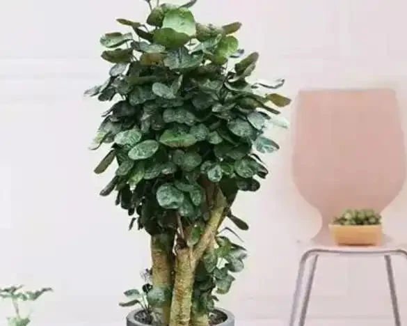 別再亂養綠植了!客廳「5大樹」排行榜,好看好養還旺家,最後一個絕了