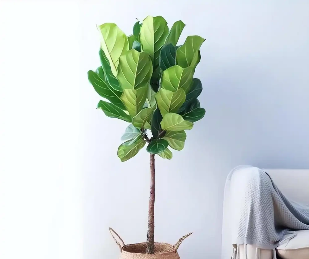 別再亂養綠植了!客廳「5大樹」排行榜,好看好養還旺家,最後一個絕了