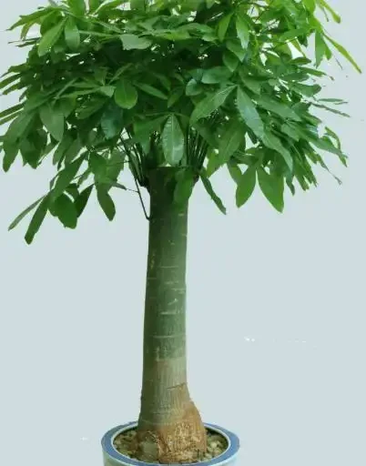 別再亂養綠植了!客廳「5大樹」排行榜,好看好養還旺家,最後一個絕了