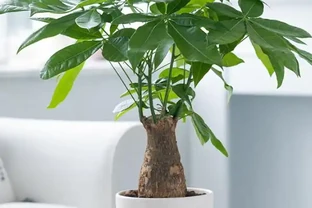 別再亂養綠植了！客廳「5大樹」排行榜，好看好養還旺家，最後一個絕了