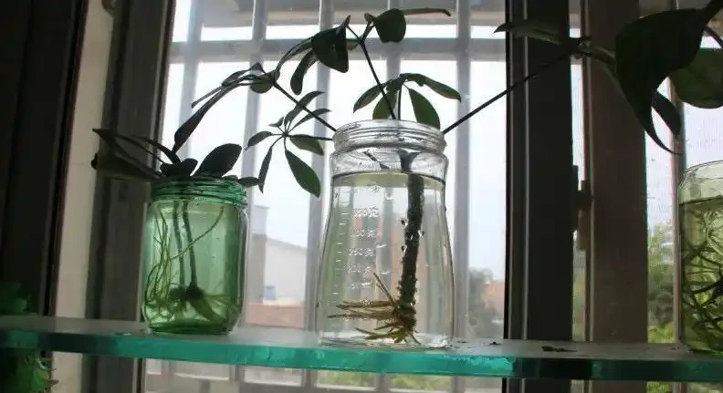 千萬別亂澆水!鴨腳木的「生死線」只有3條,踩中任何一條必黃葉腐根,這樣養才能又密又旺