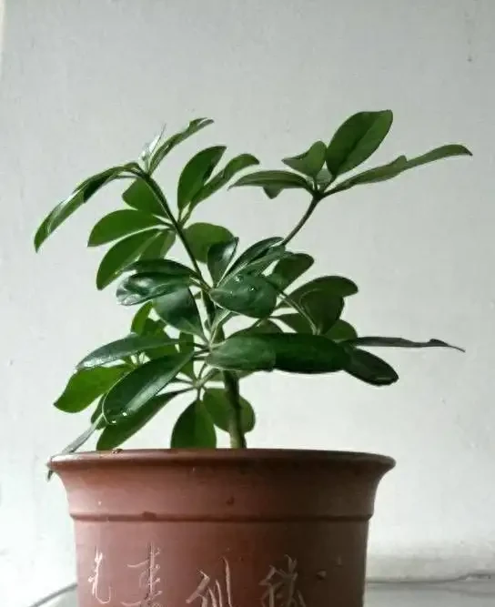 千萬別亂澆水!鴨腳木的「生死線」只有3條,踩中任何一條必黃葉腐根,這樣養才能又密又旺