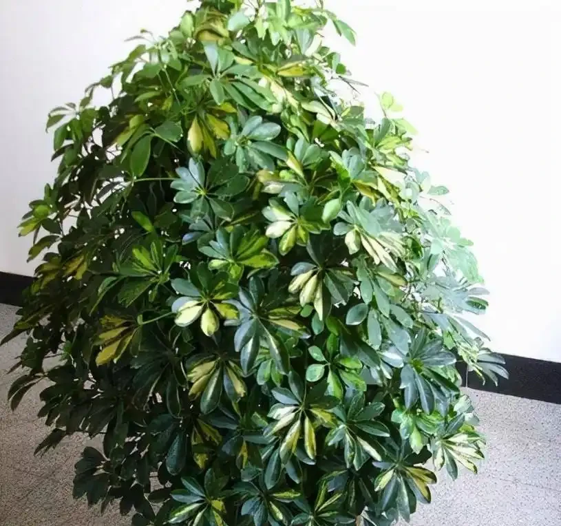 千萬別亂澆水!鴨腳木的「生死線」只有3條,踩中任何一條必黃葉腐根,這樣養才能又密又旺