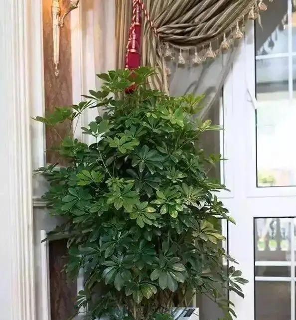 千萬別亂澆水!鴨腳木的「生死線」只有3條,踩中任何一條必黃葉腐根,這樣養才能又密又旺
