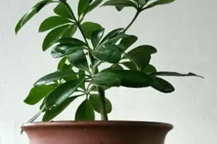 千萬別亂澆水！鴨腳木的「生死線」只有3條，踩中任何一條必黃葉腐根，這樣養才能又密又旺