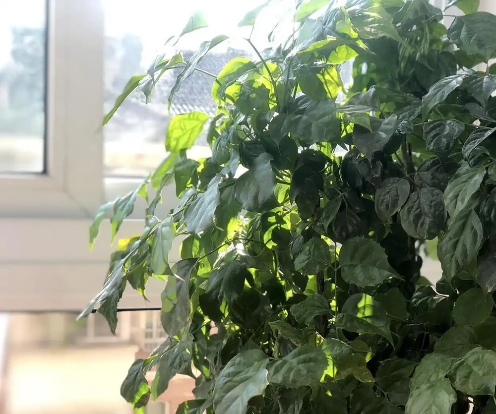 夏天養幸福樹,這個「奪命操作」千萬別做!花匠揭秘:葉子發蔫的真正元兇是什麼
