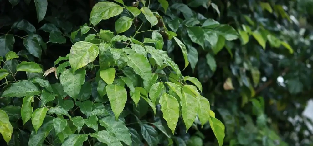 夏天養幸福樹,這個「奪命操作」千萬別做!花匠揭秘:葉子發蔫的真正元兇是什麼
