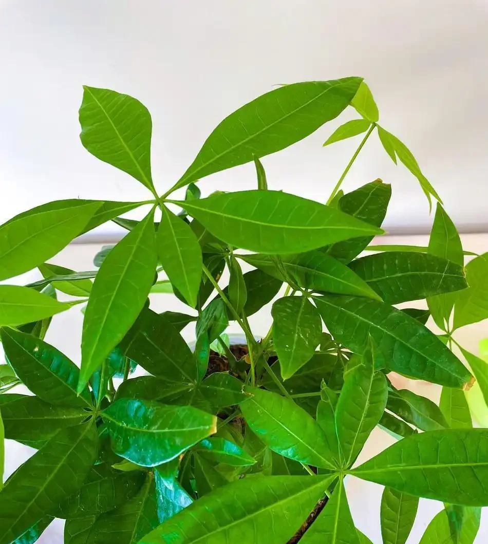 夏天養幸福樹,這個「奪命操作」千萬別做!花匠揭秘:葉子發蔫的真正元兇是什麼