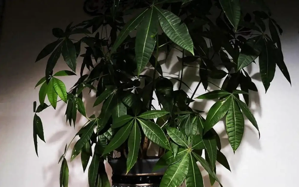 夏天養幸福樹,這個「奪命操作」千萬別做!花匠揭秘:葉子發蔫的真正元兇是什麼