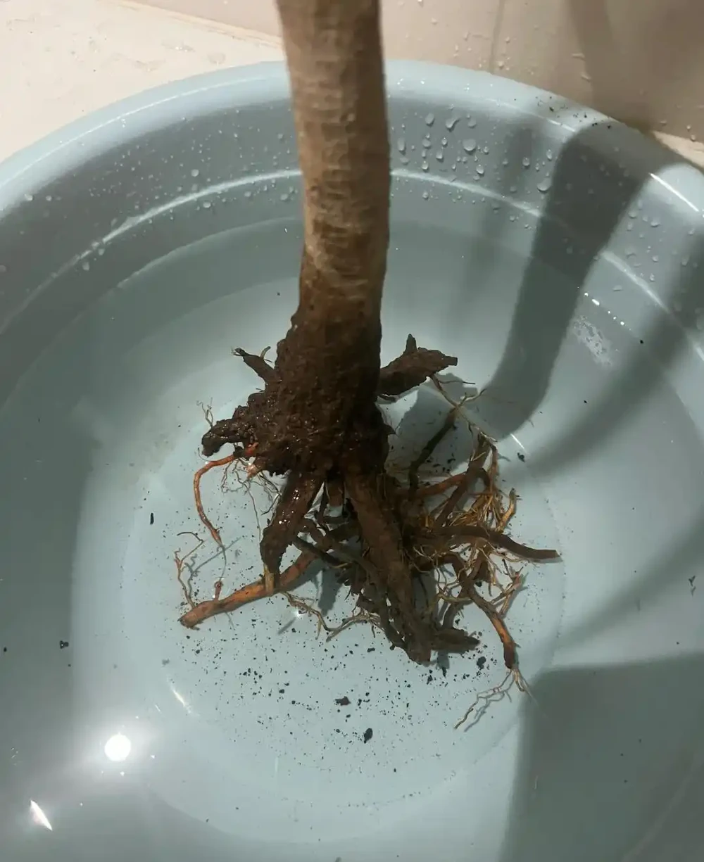 龍血樹總養死?多半是水澆錯了!按季節澆,蹭蹭長不停