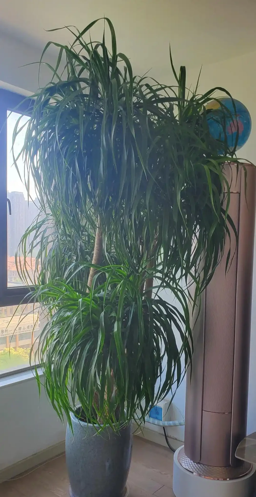 龍血樹總養死?多半是水澆錯了!按季節澆,蹭蹭長不停