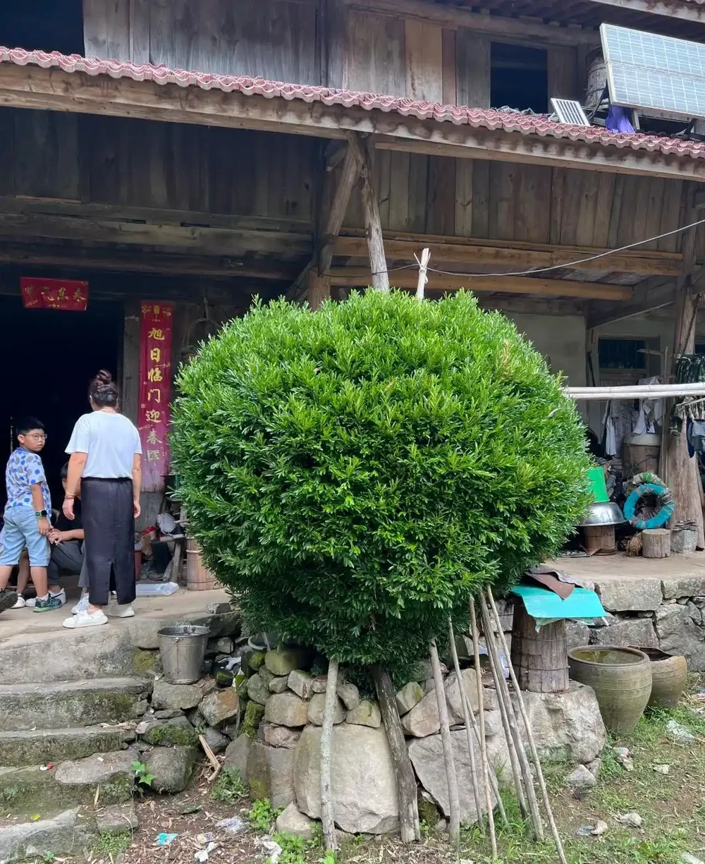 別再傻傻鋪草坪!這6種樹「錢」景好,家裡有院子的趕緊種