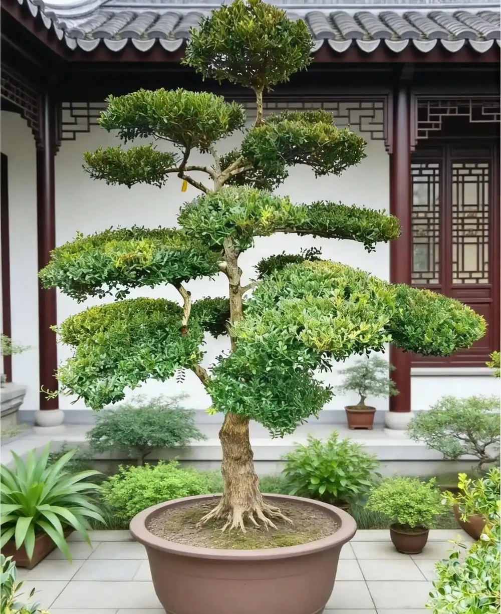別再傻傻鋪草坪!這6種樹「錢」景好,家裡有院子的趕緊種