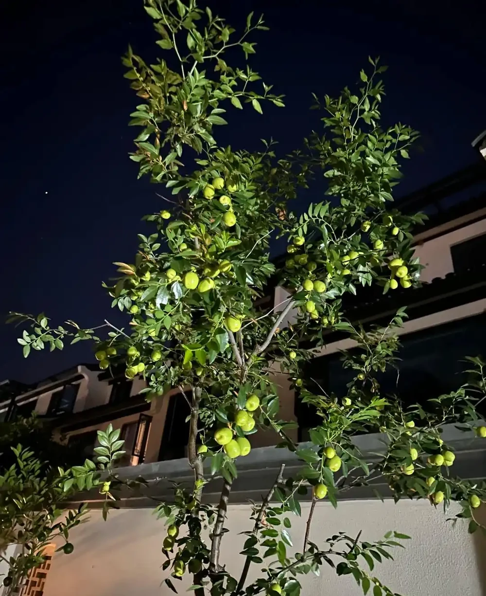 別再傻傻鋪草坪!這6種樹「錢」景好,家裡有院子的趕緊種