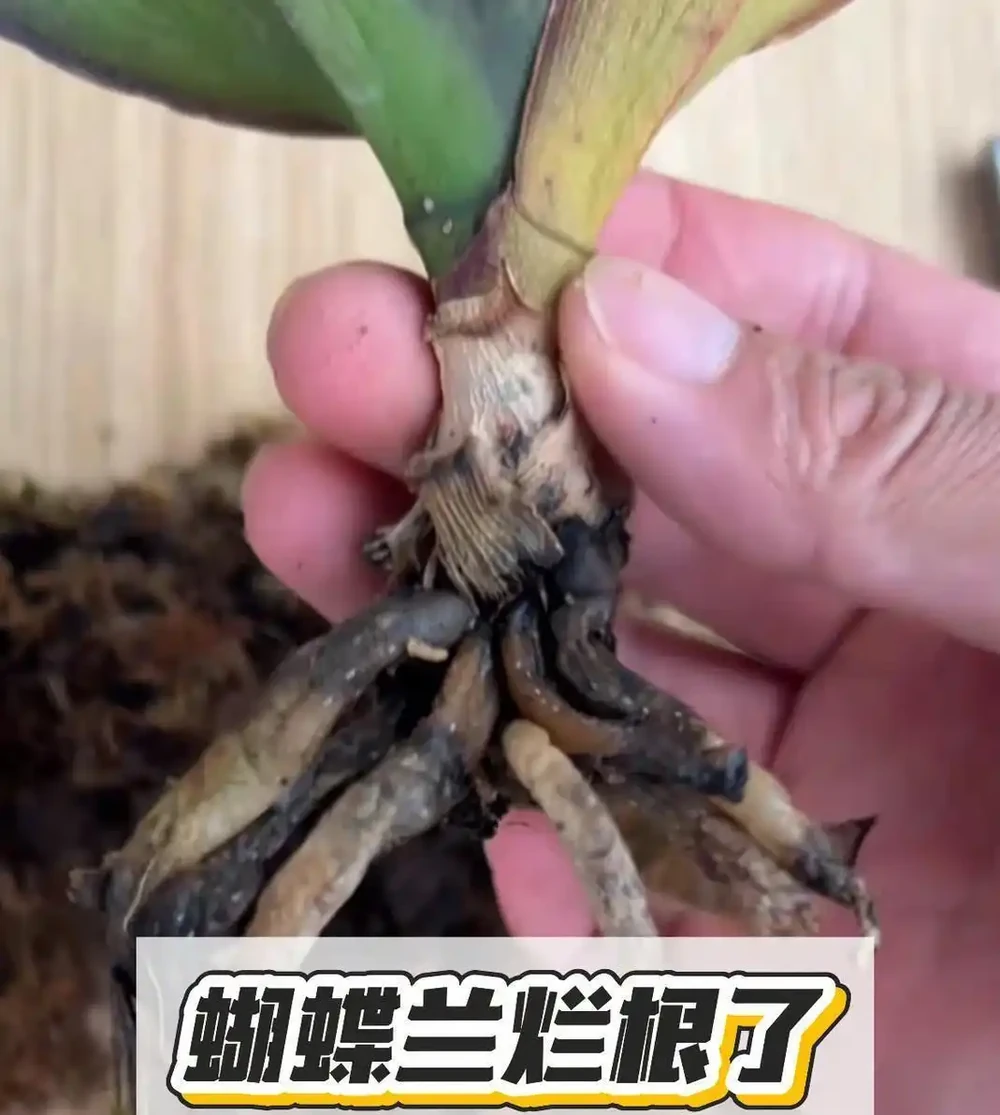 養蝴蝶蘭最怕「好心辦壞事」:葉子發軟先別澆水,看老花農如何「修根換土」一招翻盤