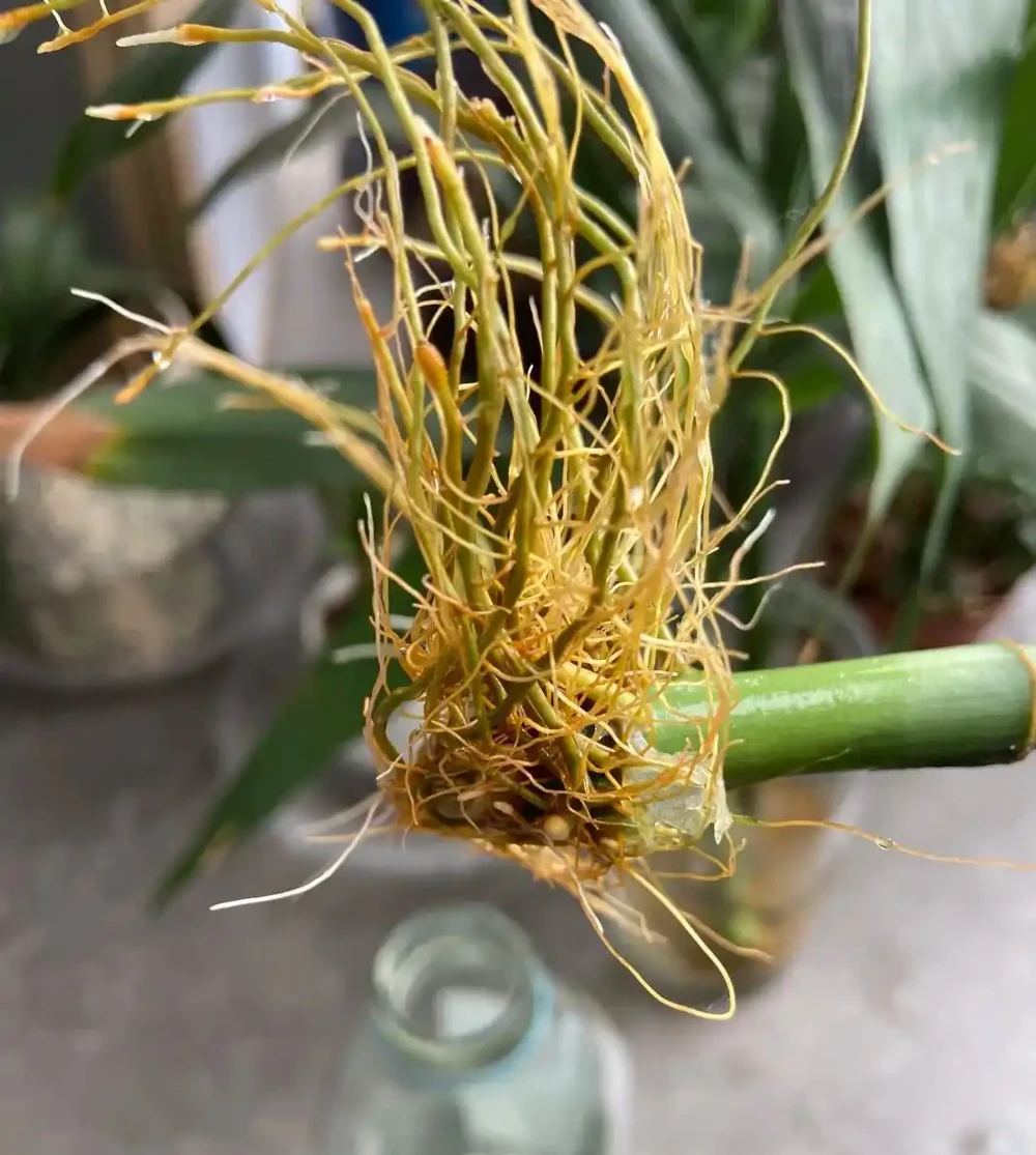 養蝴蝶蘭最怕「好心辦壞事」:葉子發軟先別澆水,看老花農如何「修根換土」一招翻盤