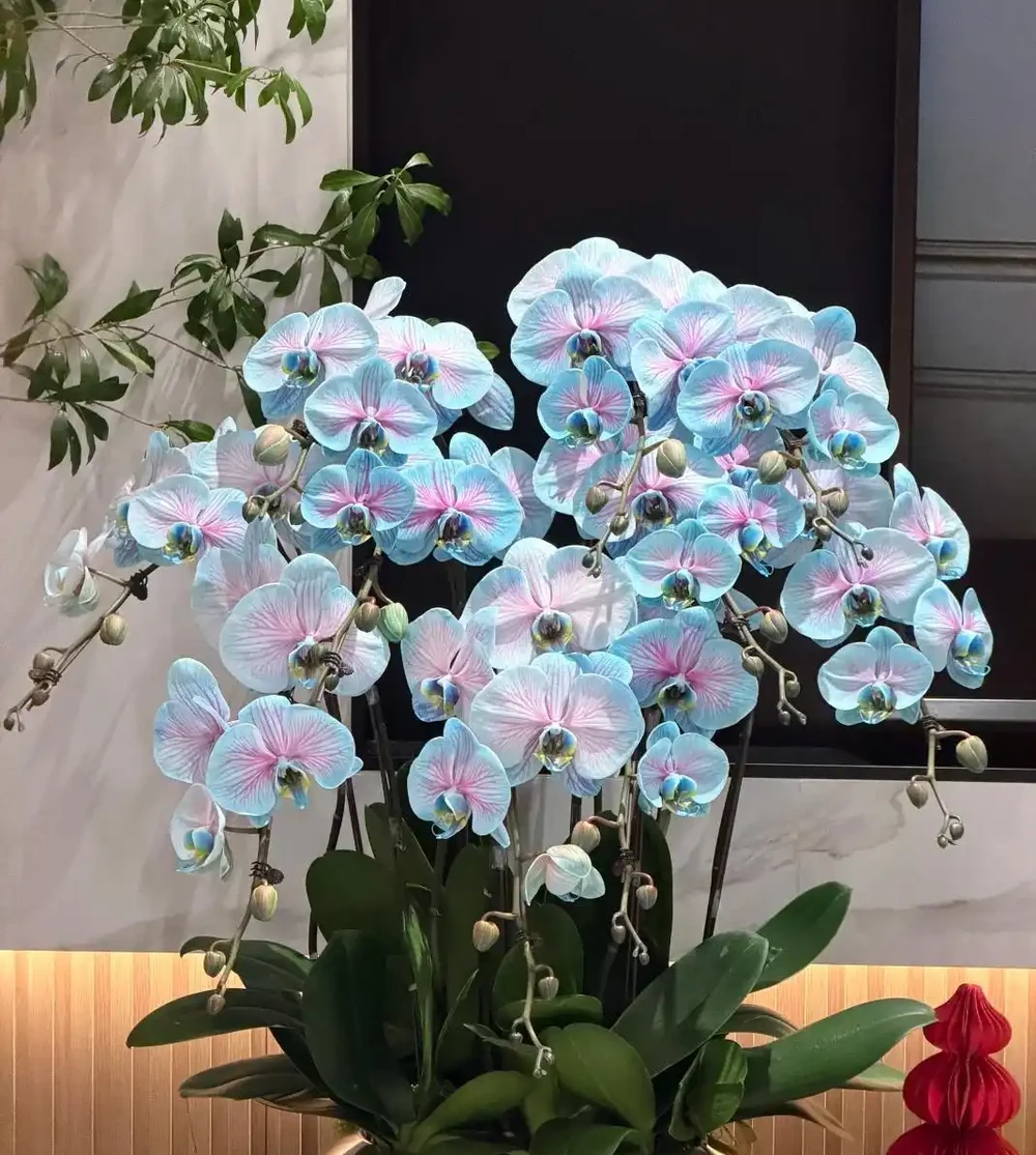 養蝴蝶蘭最怕「好心辦壞事」:葉子發軟先別澆水,看老花農如何「修根換土」一招翻盤