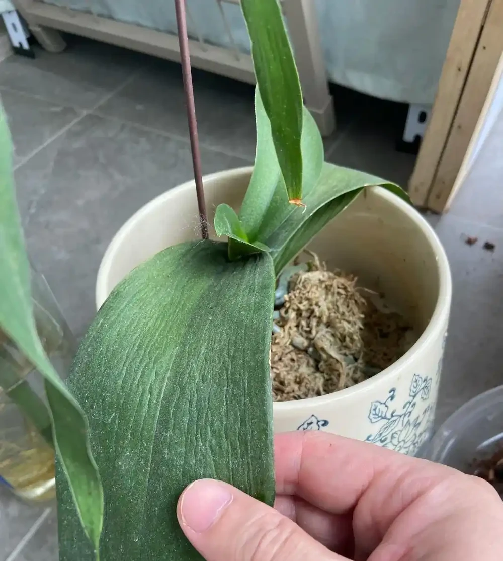 養蝴蝶蘭最怕「好心辦壞事」:葉子發軟先別澆水,看老花農如何「修根換土」一招翻盤