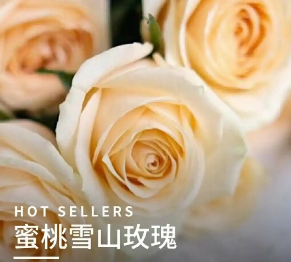 備婚新娘別盲選!十大高定玫瑰品種,從朱麗葉到貂蟬,你的風格這裡都有答案