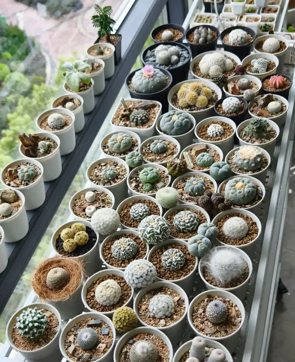 別再養死仙人掌球了!避開這幾點,根系壯得像蘿蔔,想養死都難