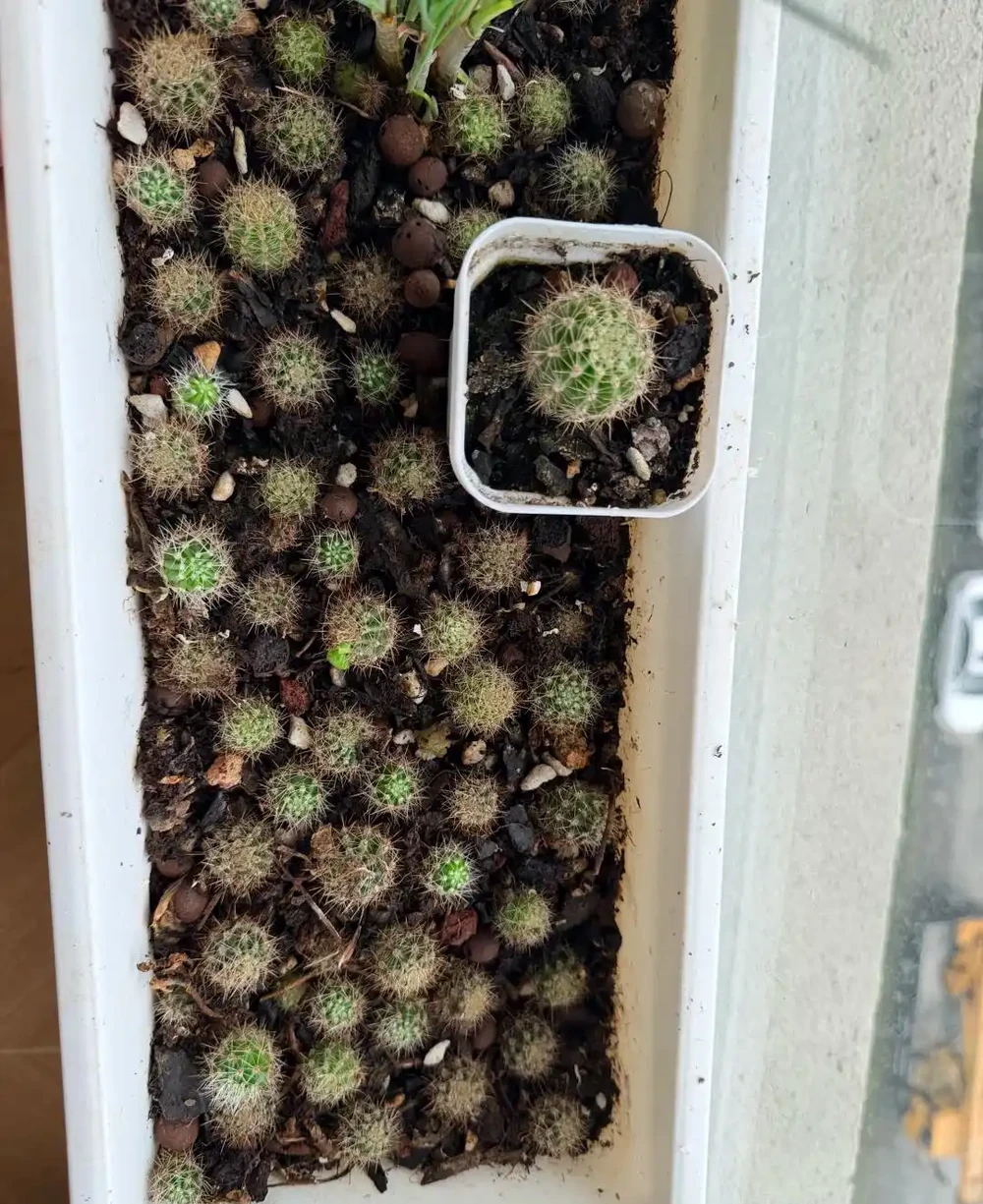 別再養死仙人掌球了!避開這幾點,根系壯得像蘿蔔,想養死都難