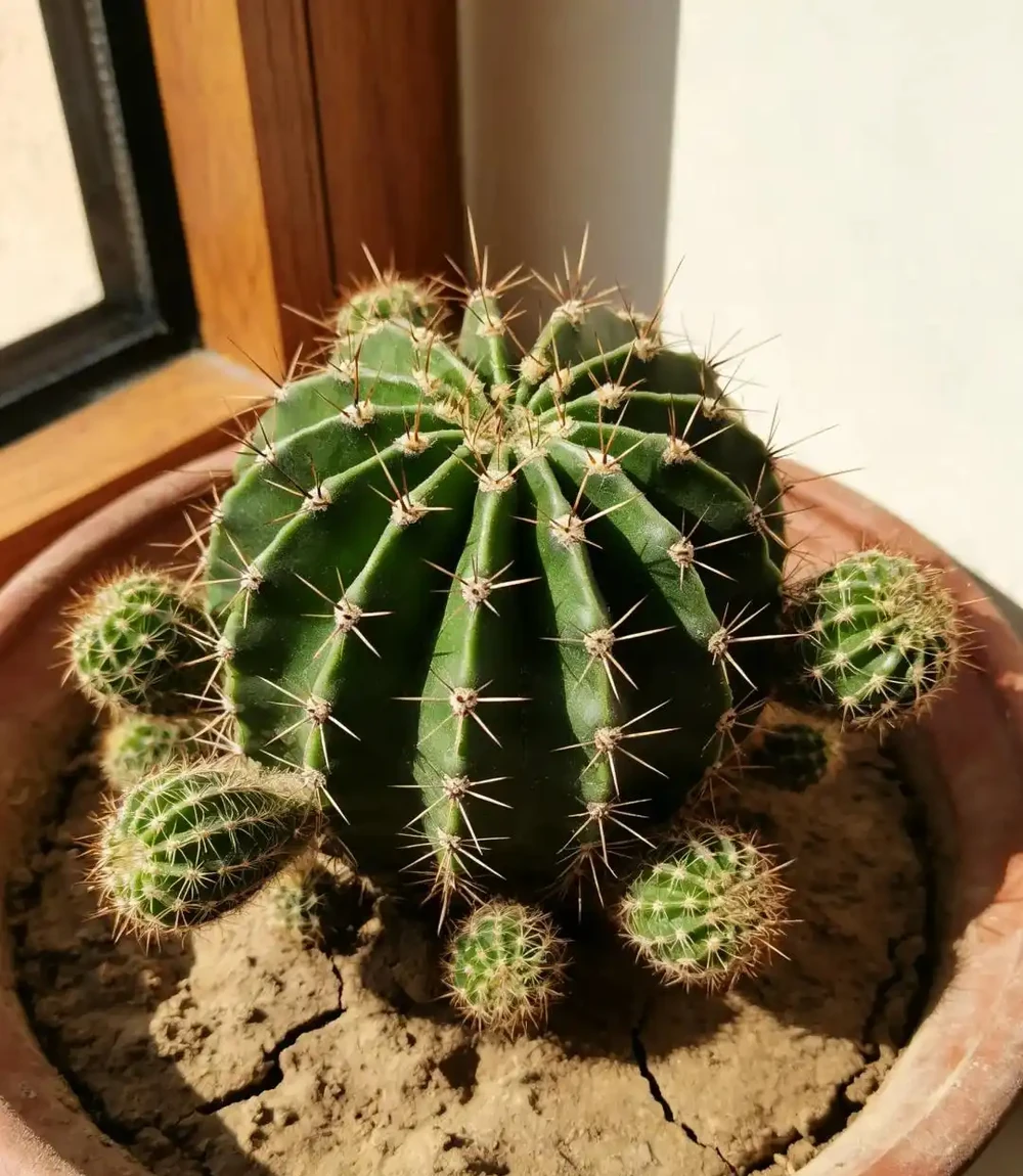 別再養死仙人掌球了!避開這幾點,根系壯得像蘿蔔,想養死都難