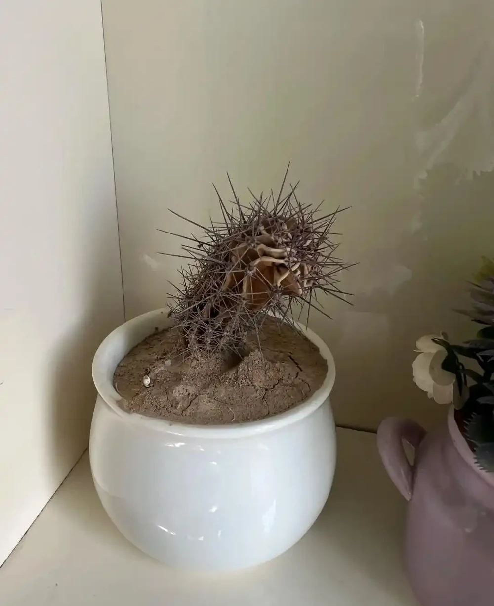 別再養死仙人掌球了!避開這幾點,根系壯得像蘿蔔,想養死都難