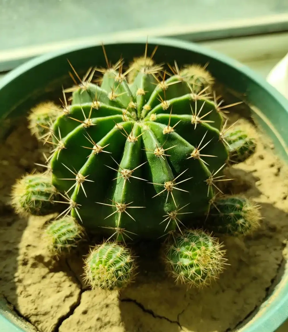 別再養死仙人掌球了!避開這幾點,根系壯得像蘿蔔,想養死都難