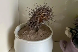 別再養死仙人掌球了！避開這幾點，根系壯得像蘿蔔，想養死都難
