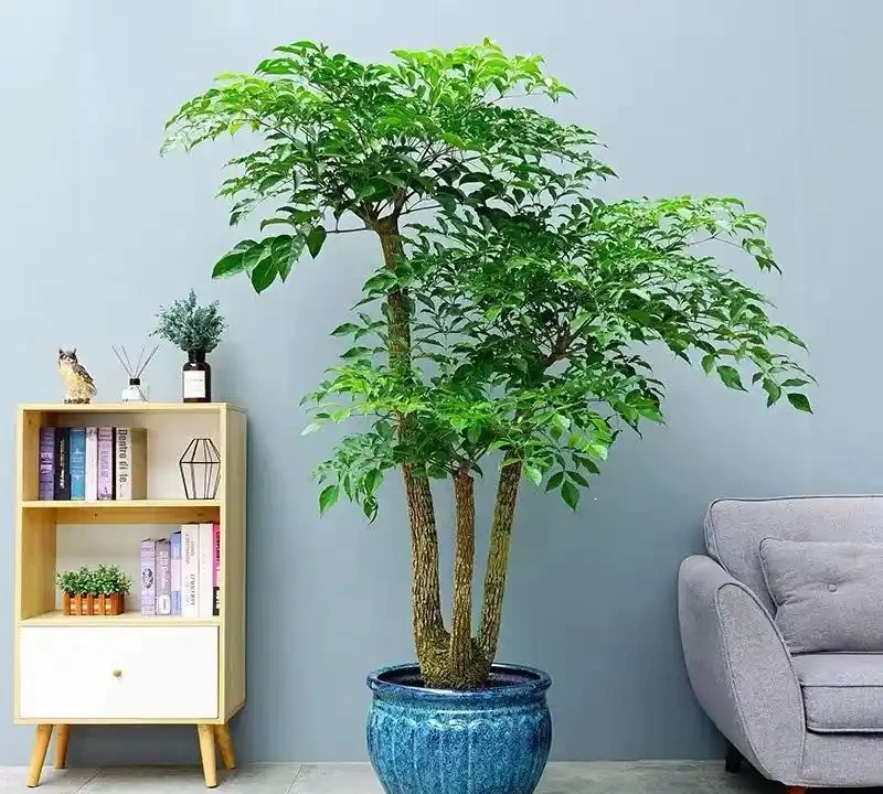 幸福樹掉葉乾枯?檢查培養土,做對這步,新芽蹭蹭冒,全家都幸福