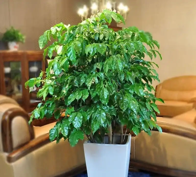 幸福樹掉葉乾枯?檢查培養土,做對這步,新芽蹭蹭冒,全家都幸福