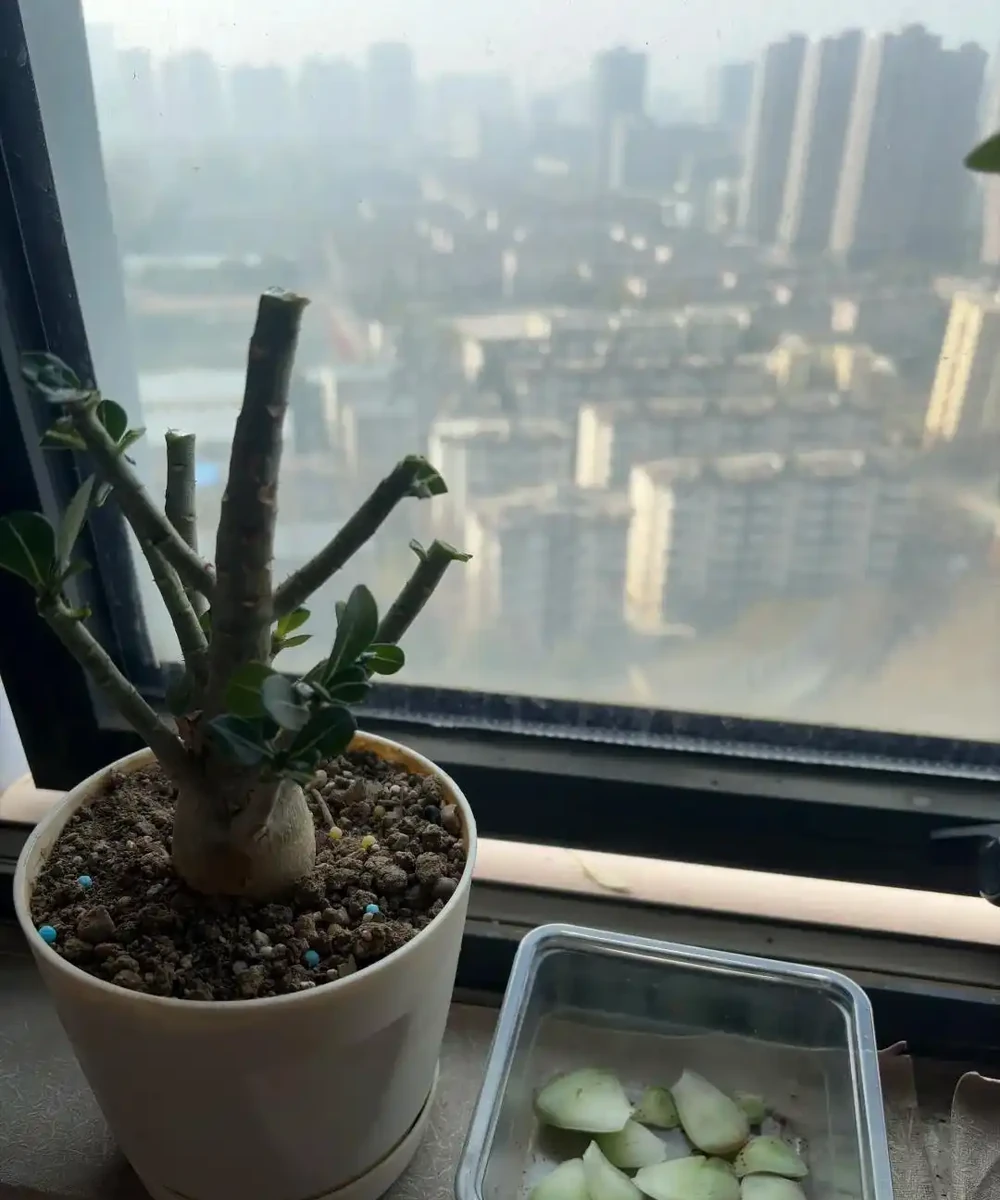 沙漠玫瑰黃葉別慌！做好這4步，不腐根不落葉，越養越精神