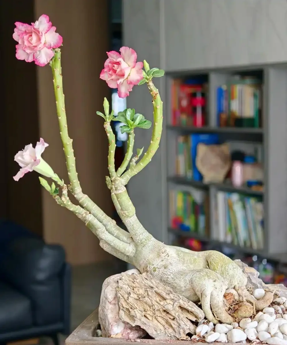 沙漠玫瑰黃葉別慌！做好這4步，不腐根不落葉，越養越精神