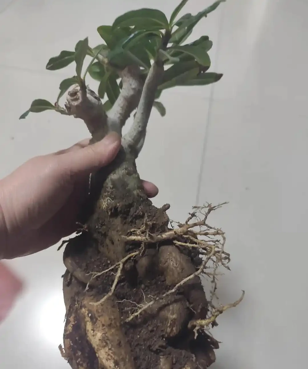 沙漠玫瑰黃葉別慌！做好這4步，不腐根不落葉，越養越精神
